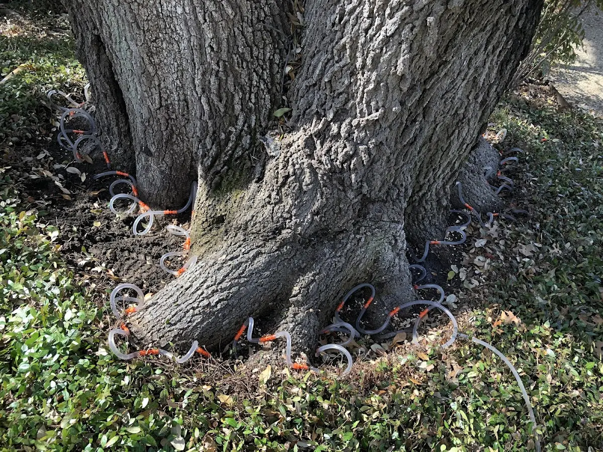 Detailed Tree Cabling and Bracing job site in Kahlotus